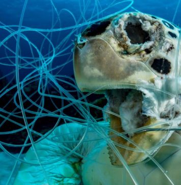 Redes fantasmas, la muerte invisible de los océanos