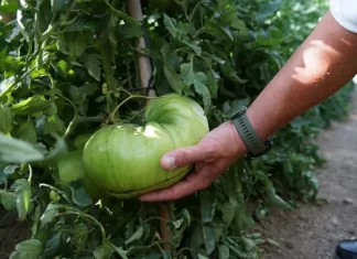 La Diputación impulsa la campaña del tomate Huevo de Toro que arranca hoy