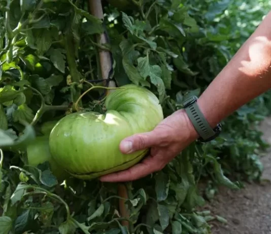 La Diputación impulsa la campaña del tomate Huevo de Toro que arranca hoy
