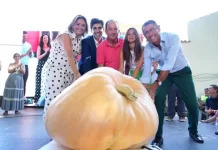 La Diputación subraya el valor del tomate huevo de toro del Guadalhorce para el sector agroalimentario de la provincia