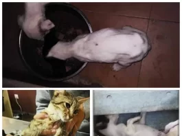 PACMA convoca una concentración contra la «nefasta» gestión del servicio municipal de recogida, acogida y transporte de animales del Rincón de La Victoria