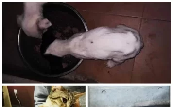 PACMA convoca una concentración contra la «nefasta» gestión del servicio municipal de recogida, acogida y transporte de animales del Rincón de La Victoria