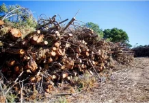 La Diputación encarga la instalación de calderas de biomasa en tres municipios de Sierra de las Nieves por 3 millones de euros
