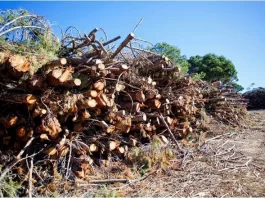 La Diputación encarga la instalación de calderas de biomasa en tres municipios de Sierra de las Nieves por 3 millones de euros