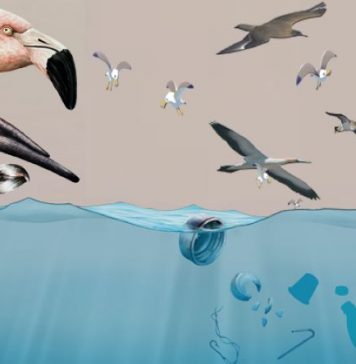 ¿A dónde irán las aves? Silencio