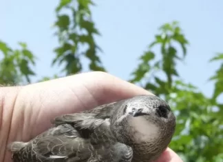 PACMA insta a Antonio Banderas a reabrir el acceso de vencejos a sus nidos en el Espacio Sohrlin