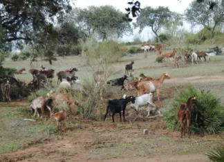 Abierto el plazo para la solicitud de ayudas para el fomento de razas autóctonas en Andalucía