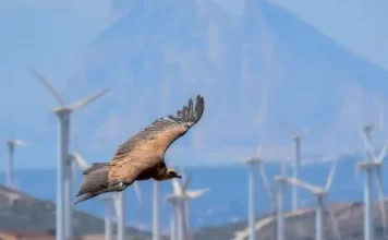 Medio centenar de personas participarán en un taller sobre aves y energías renovables organizado por la Diputación