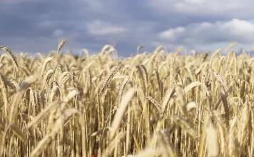 No a la cizaña, alternativas