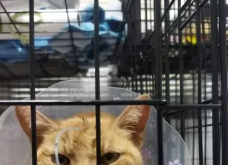 PACMA denunciará la muerte de una gata capturada con lazo por la empresa Don Animal en Rincón de la Victoria