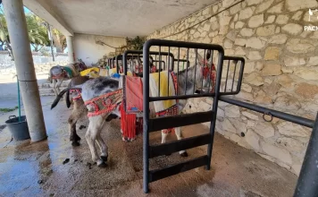 PACMA denuncia que el Ayuntamiento de Mijas lleva ocho años buscando una parcela para ubicar a los burro taxis