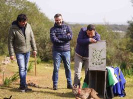 El lince Ramón, Pacheco