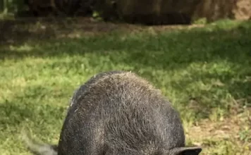 PACMA y FAADA piden reunión urgente con la Junta de Andalucía por la gestión de la fauna exótica invasora