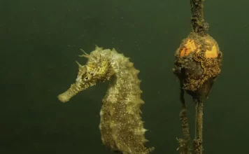 El caballito de plomo