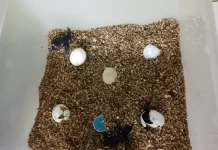 Nacen 39 crías de tortuga boba de los huevos depositados en la playa El Rodeíto de Marbella