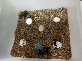 Nacen 39 crías de tortuga boba de los huevos depositados en la playa El Rodeíto de Marbella