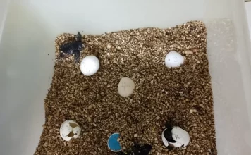 Nacen 39 crías de tortuga boba de los huevos depositados en la playa El Rodeíto de Marbella