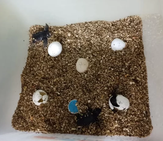 Nacen 39 crías de tortuga boba de los huevos depositados en la playa El Rodeíto de Marbella