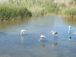 La anilla del flamenco