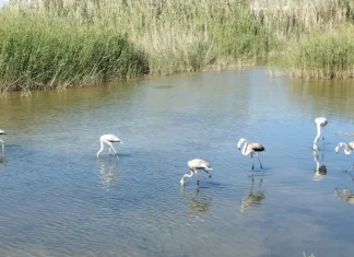 La anilla del flamenco