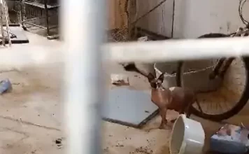 PACMA y GAB denuncian un presunto criadero ilegal de gatos egipcios en terreno municipal de Benalmádena