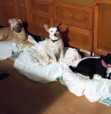 Artículo Periodístico 4.467º: “Animales y humanos: no perdamos el norte”