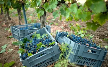 La Diputación de Málaga convoca los IX premios a los mejores vinos con denominación de origen ‘Málaga’ y ‘Sierra de Málaga’
