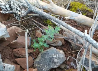 Ecologismo, teselas y bellotas