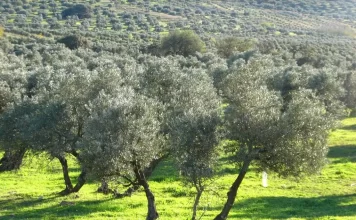La Consejería de Agricultura abona el anticipo de la PAC de 2023 al sector agrario