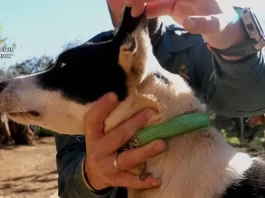 PACMA reconoce una «actuación ejemplar» de la Guardia Civil tras investigar a 58 rehaleros por mutilar orejas y rabos a 1.111 perros