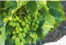 Almáchar celebra su VII Mercado Moscatel para poner en valor la uva pasa de la Axarquía