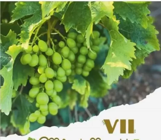 Almáchar celebra su VII Mercado Moscatel para poner en valor la uva pasa de la Axarquía