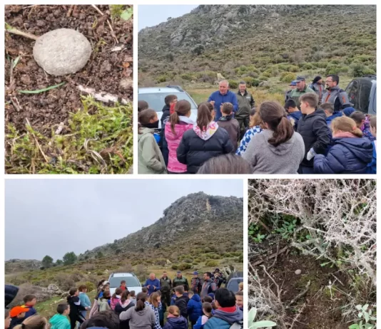 La Diputación colabora con la Junta de Andalucía y CIFAL Málaga para repoblar los pinsapos de Sierra Bermeja y Sierra de las Nieves con bombas de semillas