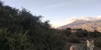 Al consejero Pacheco. Artos, linces y pedreas por Moisés S. Palmero Aranda, Educador ambiental