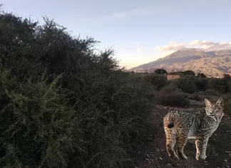 Al consejero Pacheco. Artos, linces y pedreas Al consejero Pacheco. Artos, linces y pedreas por Moisés S. Palmero Aranda, Educador ambiental