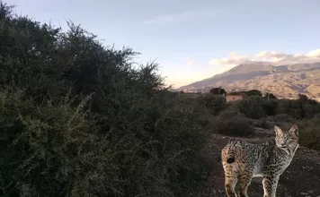 Al consejero Pacheco. Artos, linces y pedreas por Moisés S. Palmero Aranda, Educador ambiental
