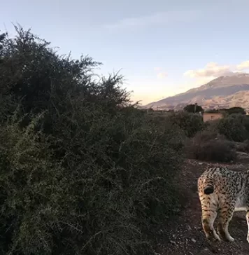 Al consejero Pacheco. Artos, linces y pedreas por Moisés S. Palmero Aranda, Educador ambiental
