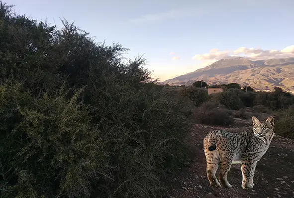 Al consejero Pacheco. Artos, linces y pedreas por Moisés S. Palmero Aranda, Educador ambiental