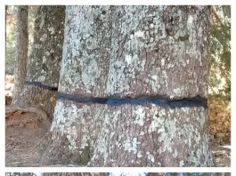 La Junta trabaja en la recuperación de casi 40 cedros atacados en la Serranía de Ronda