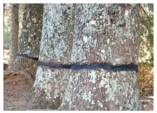 La Junta trabaja en la recuperación de casi 40 cedros atacados en la Serranía de Ronda