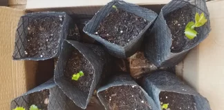 Aprendiendo de las cinco encinas por Moisés S. Palmero Aranda, Educador ambiental