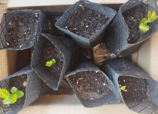 Aprendiendo de las cinco encinas por Moisés S. Palmero Aranda, Educador ambiental