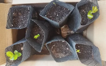 Aprendiendo de las cinco encinas por Moisés S. Palmero Aranda, Educador ambiental