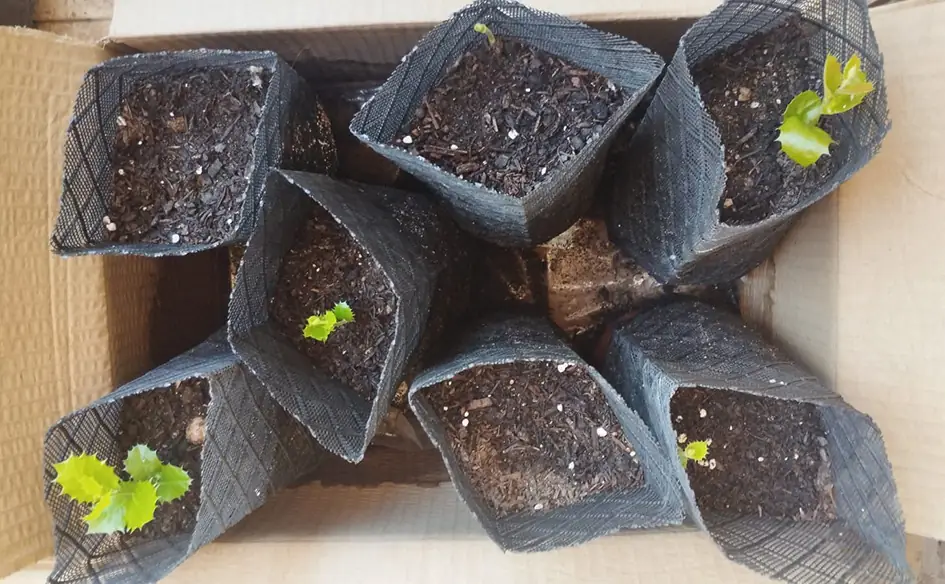 Aprendiendo de las cinco encinas por Moisés S. Palmero Aranda, Educador ambiental