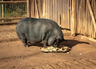 PACMA y FAADA se reúnen con la Junta de Andalucía para lograr la gestión ética de cerdos vietnamitas e híbridos