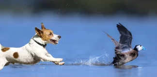 Espacios protegidos y perros por Moisés S. Palmero Aranda, Educador ambiental