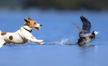 Espacios protegidos y perros por Moisés S. Palmero Aranda, Educador ambiental
