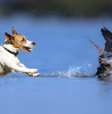 Espacios protegidos y perros por Moisés S. Palmero Aranda, Educador ambiental