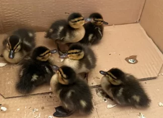 Pato, ¿cua?, la pardilla, avise al Consejero (Moisés S. Palmero Aranda, Educador ambiental)