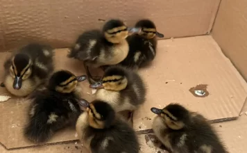 Pato, ¿cua?, la pardilla, avise al Consejero Pato, ¿cua?, la pardilla, avise al Consejero (Moisés S. Palmero Aranda, Educador ambiental)